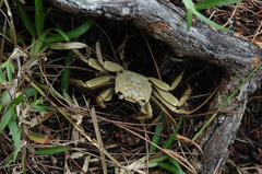 Geograpsus crinipes