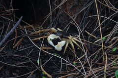 Geograpsus grayi