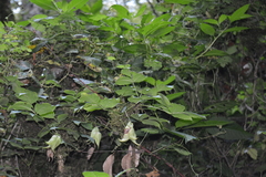 Staphylea colchica