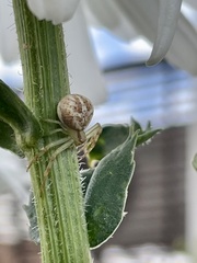 Misumenops