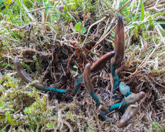 Microglossum olivaceum