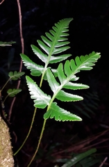 Davallia repens