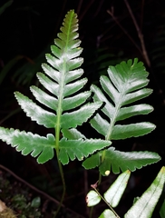 Davallia repens