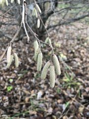 Corylus avellana