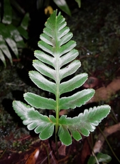 Davallia repens