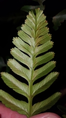 Davallia repens