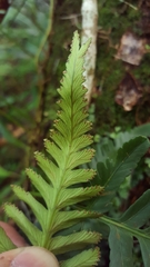 Davallia repens
