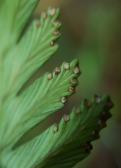 Davallia repens
