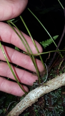 Davallia repens