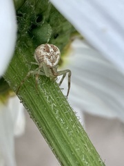 Misumenops