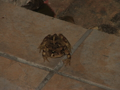 Sclerophrys pardalis