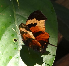 Consul fabius superba