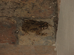 Sclerophrys pardalis