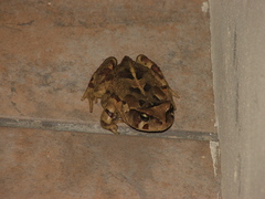 Sclerophrys pardalis