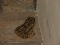 Sclerophrys pardalis