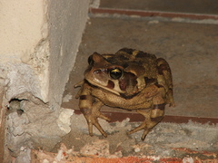 Sclerophrys pardalis