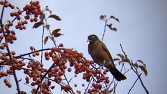 Turdus migratorius