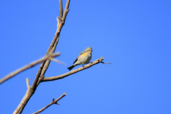 Setophaga coronata auduboni