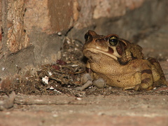 Sclerophrys pardalis