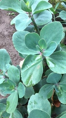 Kalanchoe crenata