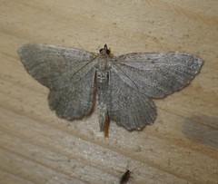 Philereme vetulata