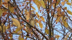Bombycilla cedrorum