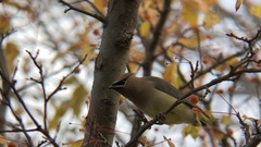 Bombycilla cedrorum
