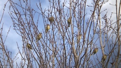 Bombycilla cedrorum