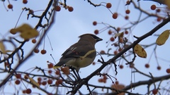 Bombycilla cedrorum
