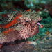 Polka-dot Batfish - Photo (c) Pauline Walsh Jacobson, some rights reserved (CC BY), uploaded by Pauline Walsh Jacobson