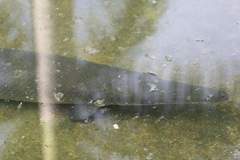 Atractosteus tristoechus