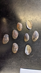 Alasmidonta heterodon