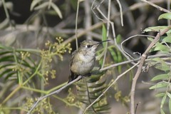 Trochilidae