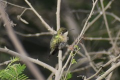 Trochilidae