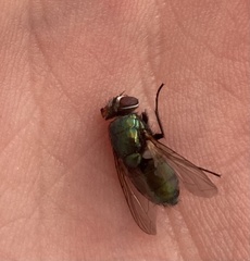 Calliphoridae