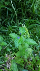 Stachytarpheta urticifolia