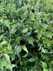 Sarcococca