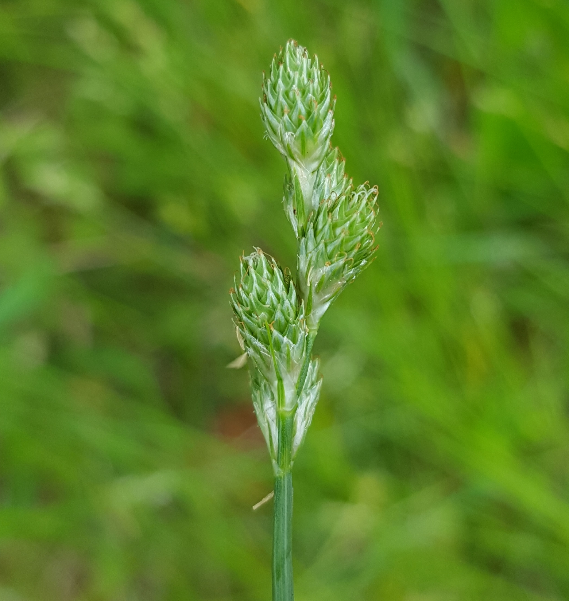 (c) François Rousseu, certains droits réservés (CC BY-NC) https://www.inaturalist.org/observations/100793912