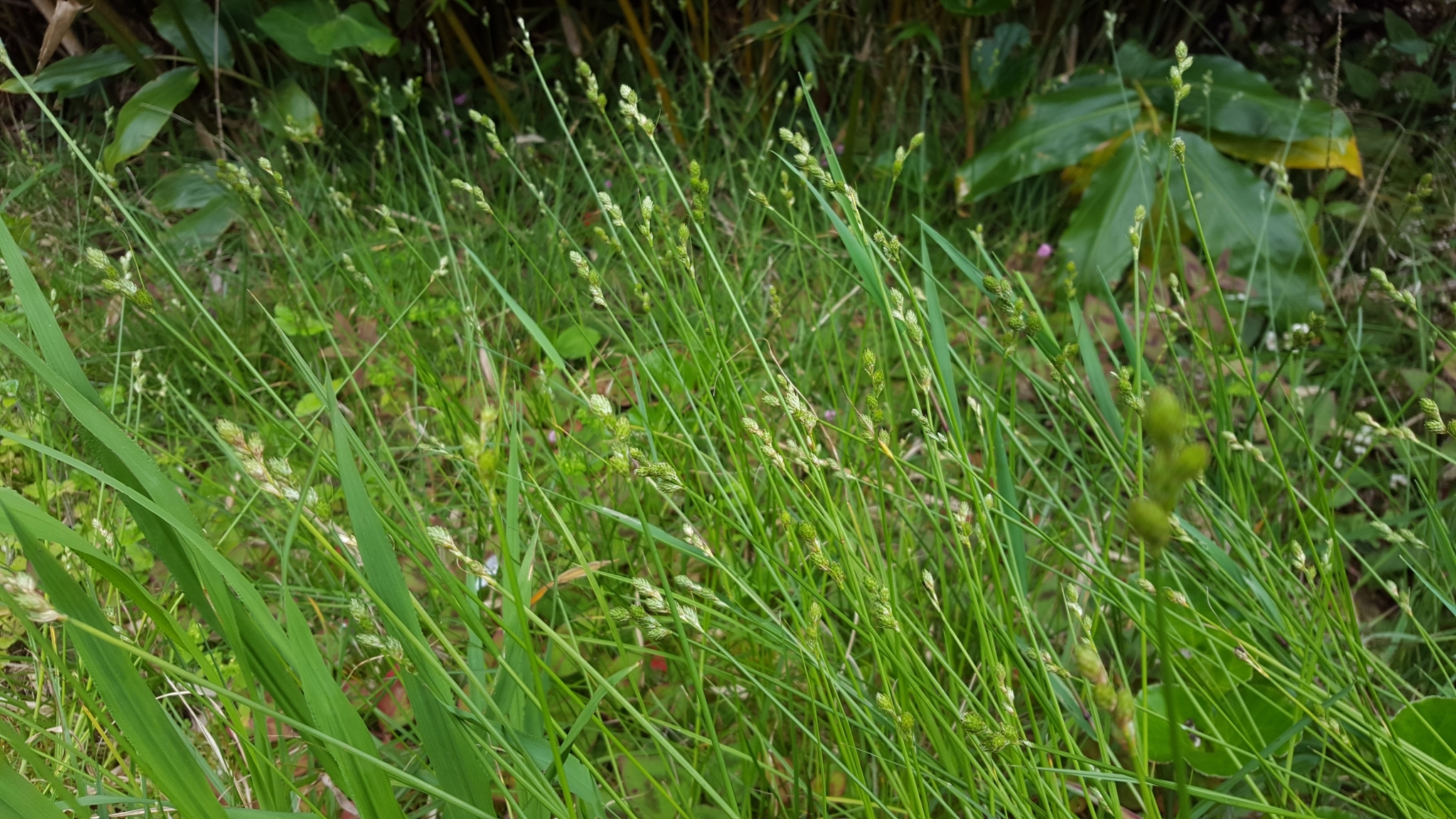 (c) François Rousseu, certains droits réservés (CC BY-NC) https://www.inaturalist.org/observations/100793912