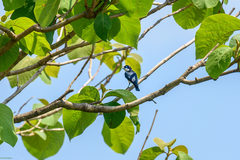 Leptopterus chabert chabert