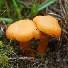 Hygrocybe quieta