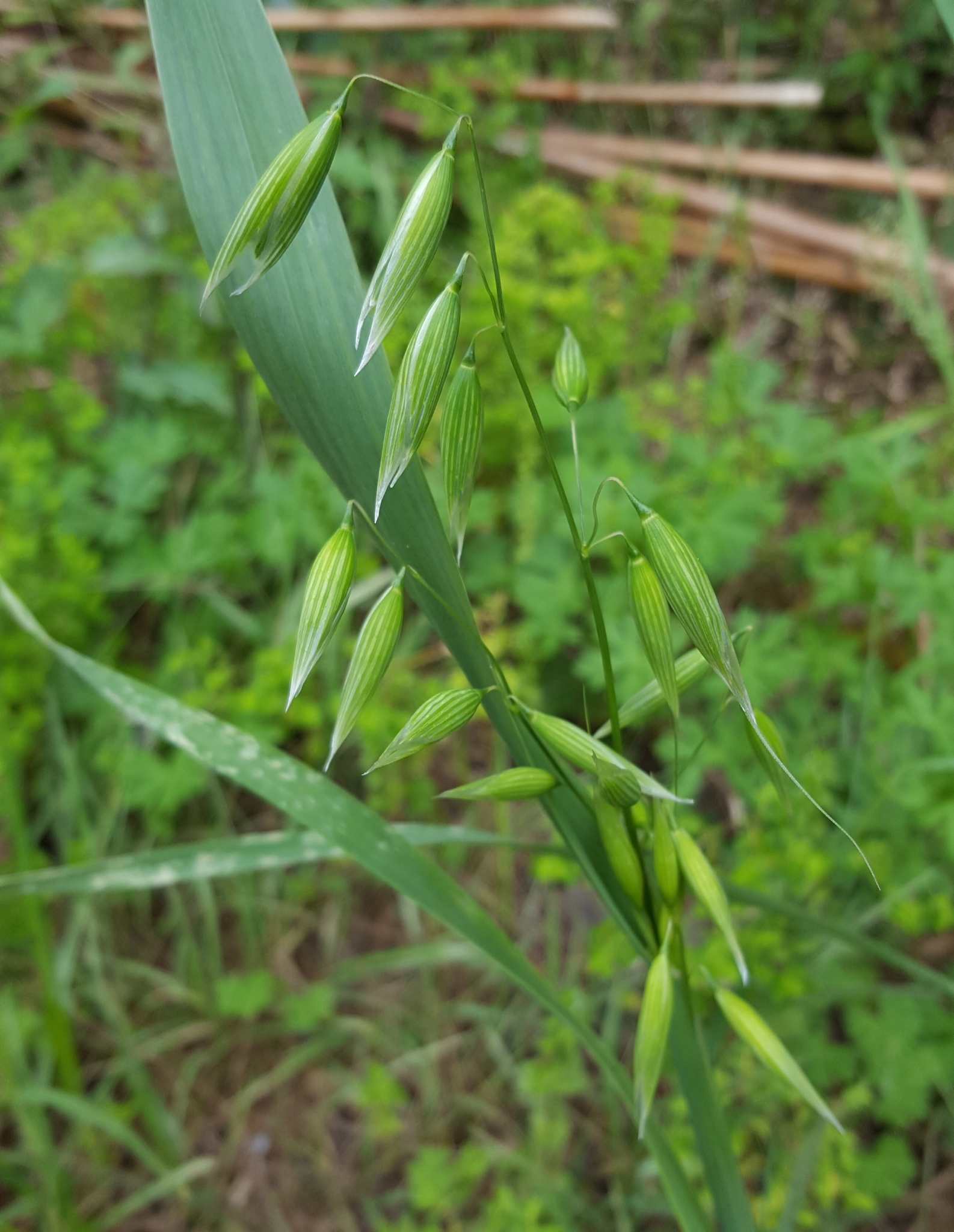 (c) François Rousseu, certains droits réservés (CC BY-NC) https://www.inaturalist.org/observations/100793960