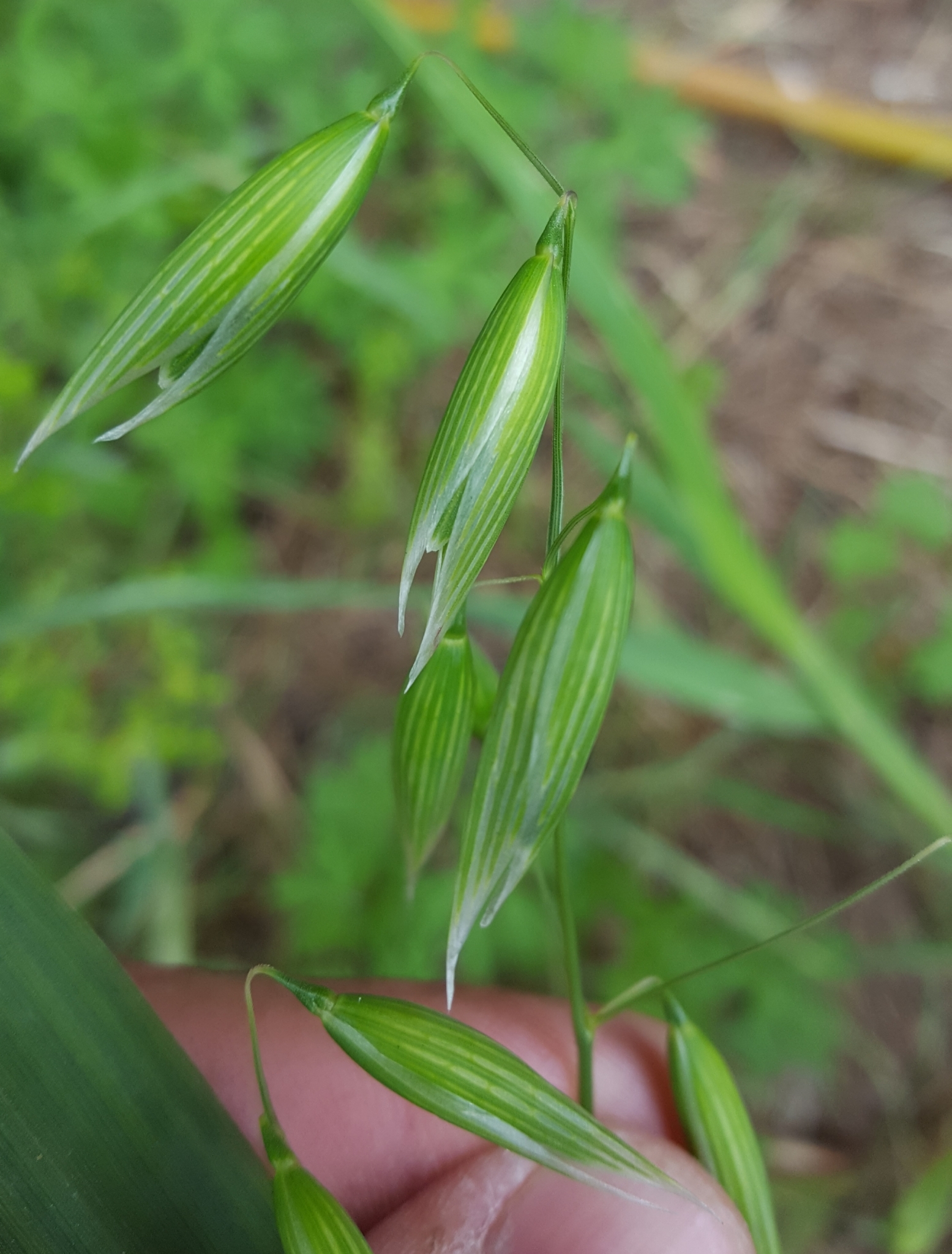 (c) François Rousseu, certains droits réservés (CC BY-NC) https://www.inaturalist.org/observations/100793960
