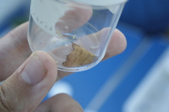 Falcaria lacertinaria