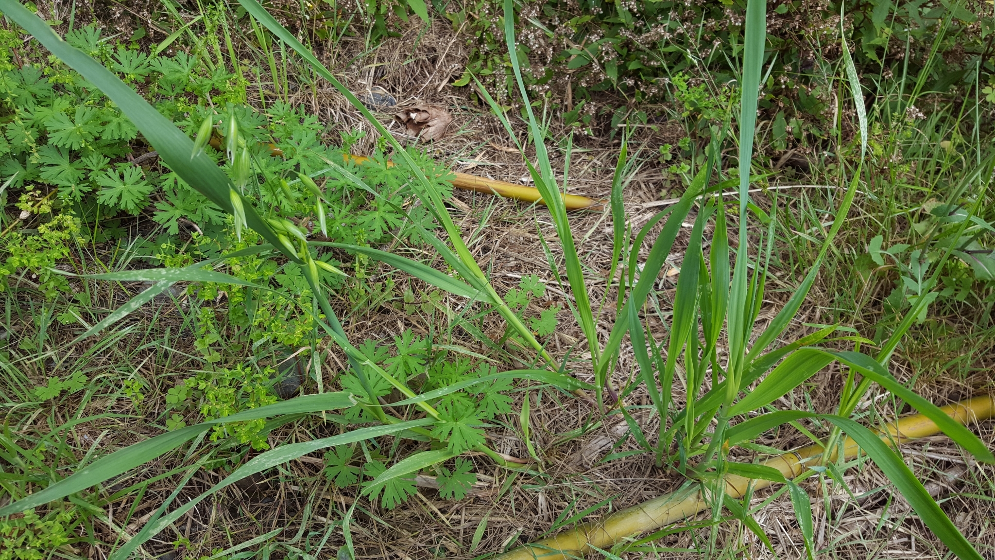 (c) François Rousseu, certains droits réservés (CC BY-NC) https://www.inaturalist.org/observations/100793960
