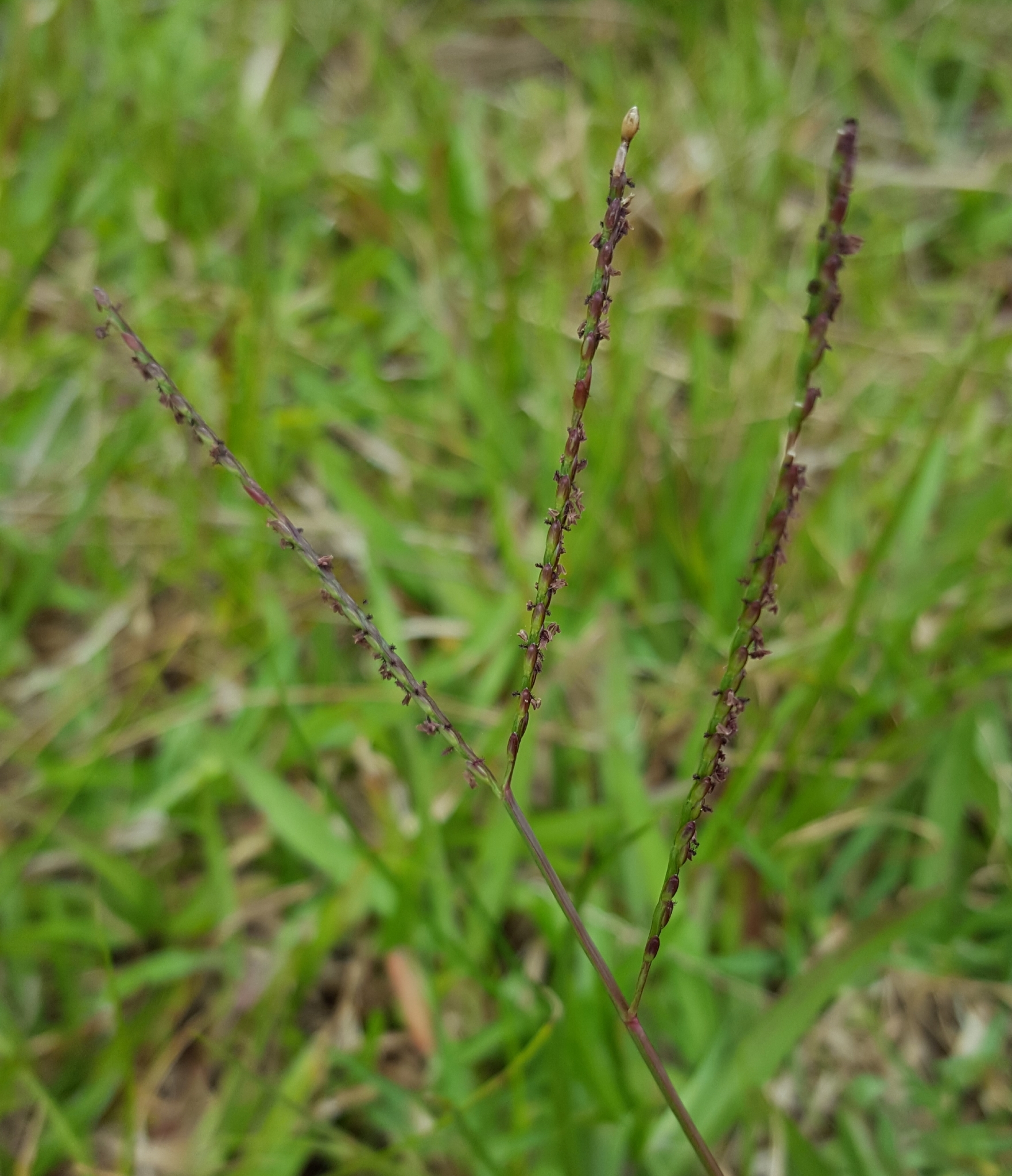(c) François Rousseu, certains droits réservés (CC BY-NC) https://www.inaturalist.org/observations/100794036