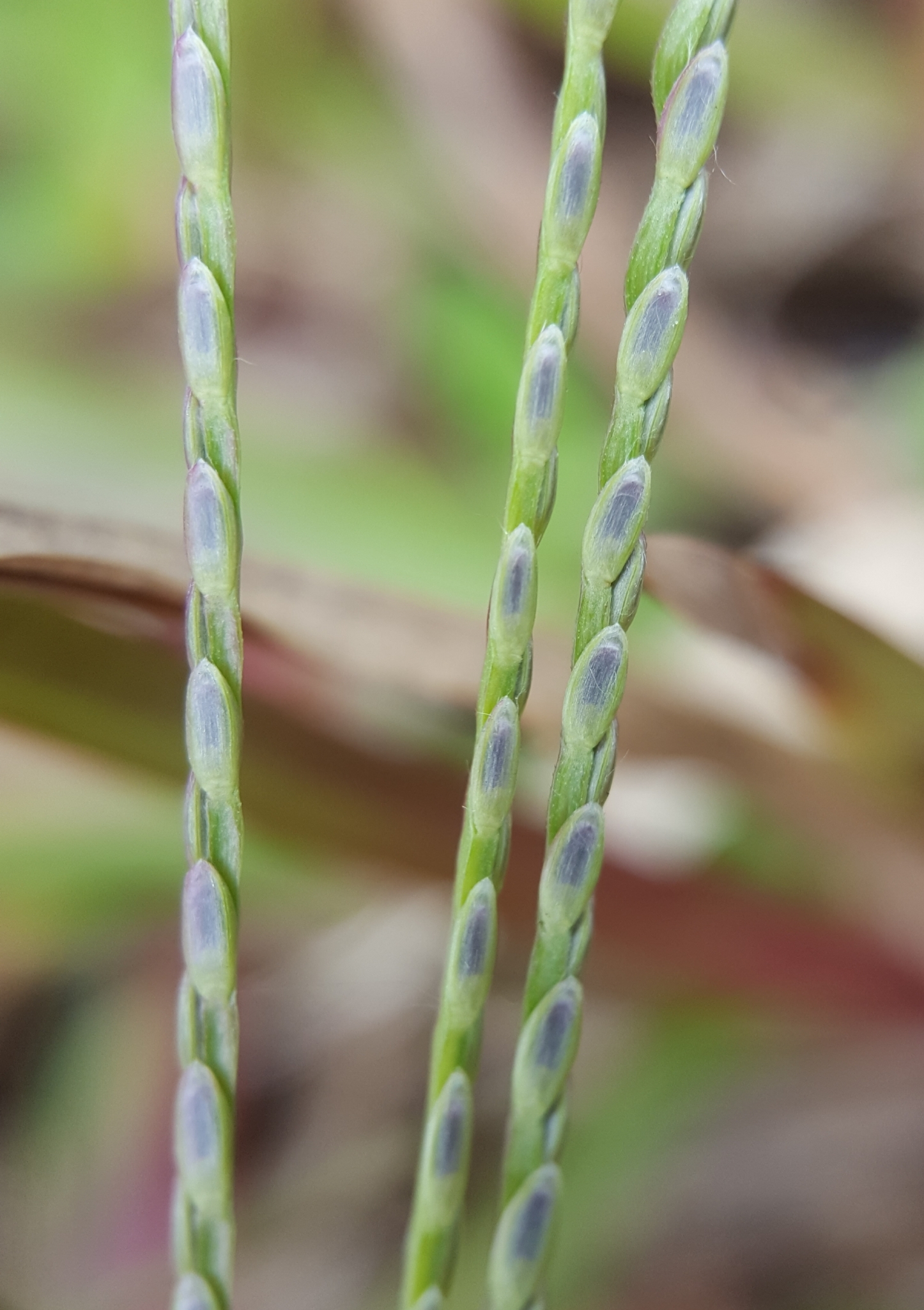 (c) François Rousseu, certains droits réservés (CC BY-NC) https://www.inaturalist.org/observations/100794036