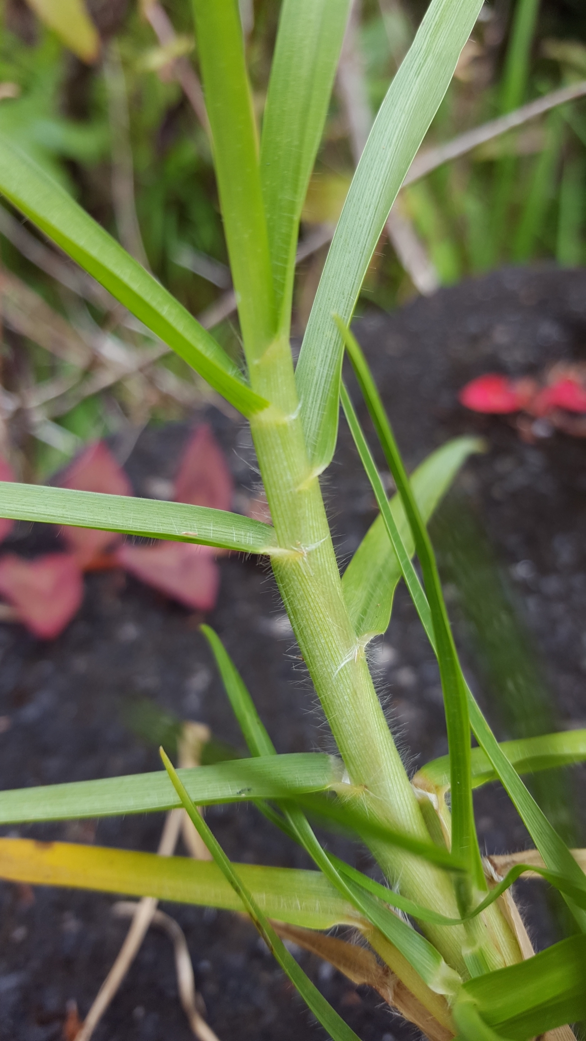 (c) François Rousseu, certains droits réservés (CC BY-NC) https://www.inaturalist.org/observations/100794129