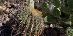 Ferocactus viridescens viridescens