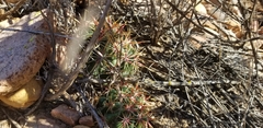 Ferocactus viridescens viridescens